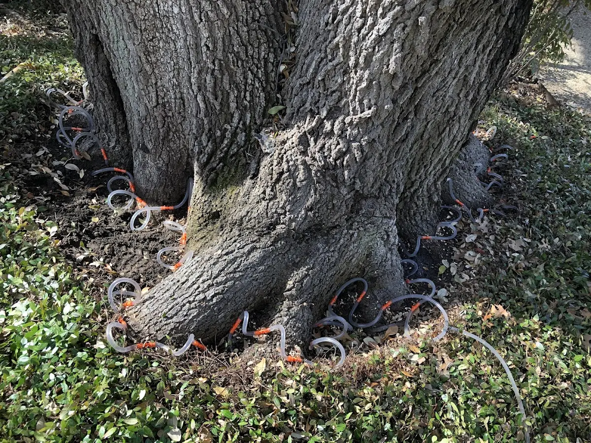 Detailed Tree Cabling and Bracing job site in Bessie