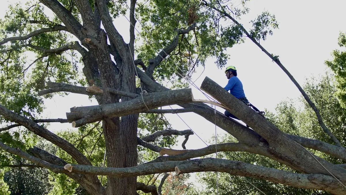 Professional Crown Thinning performed by certified arborists in Bessie