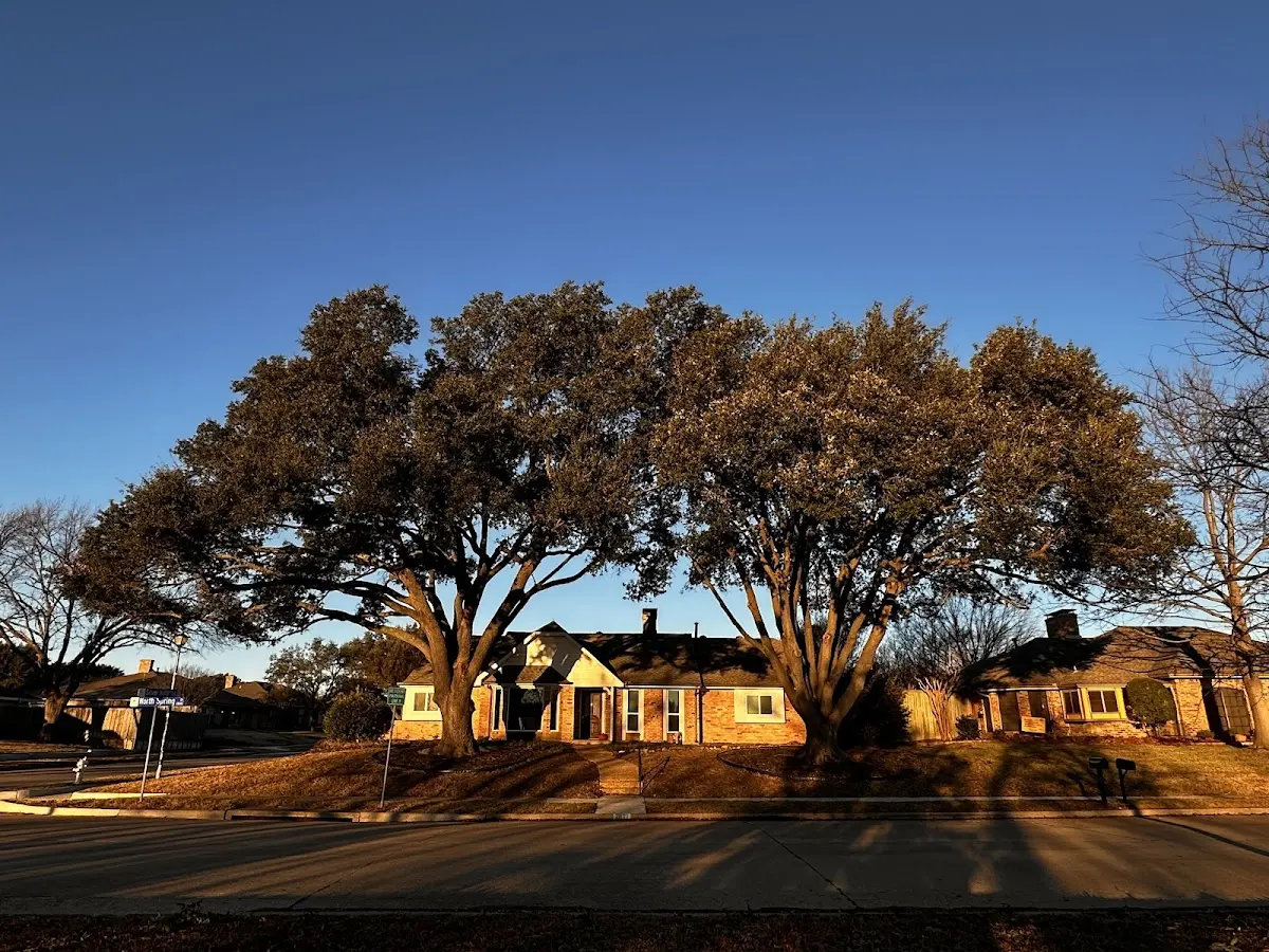 Established residential canopy tree shading a home in Bessie